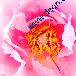 www.deqn.cn （题型）