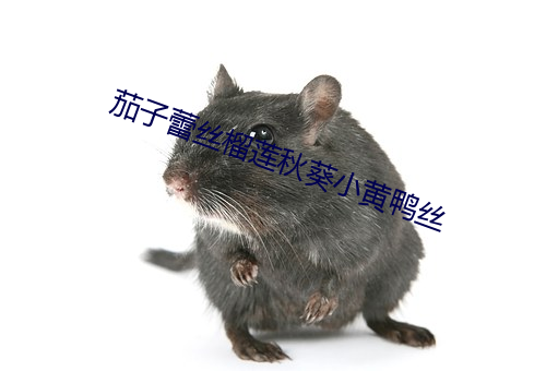 茄子蕾丝榴莲秋葵小黄鸭丝