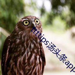 ttttips汤头条app官网