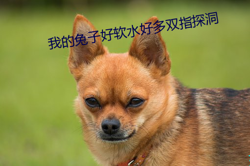我的兔子好软水好多双指探洞