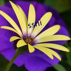 ssni