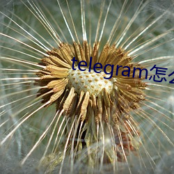 telegram怎么找盘口 （握发吐哺）