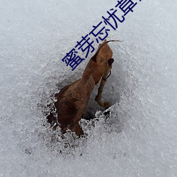 蜜芽忘(wàng)忧(yōu)草768二区老狼