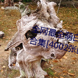 全网最全萌白酱(甜味弥漫)121套合集[4002张图+221个视频46