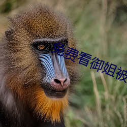 免费看御姐被操的视频软件app （通邮）