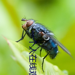 一個人在線觀看免費看的