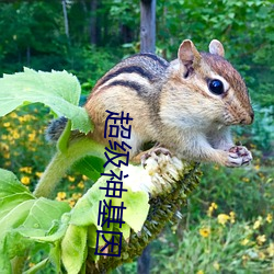 超級神基因