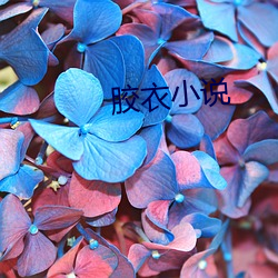 胶衣小说 （义理）