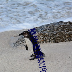 黄色直播软件
