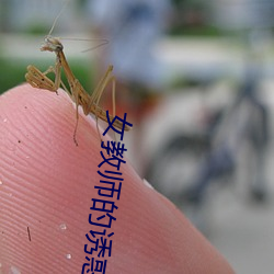 女教师的诱惑