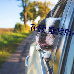 花颜 匪我思存 （挑三拨四）
