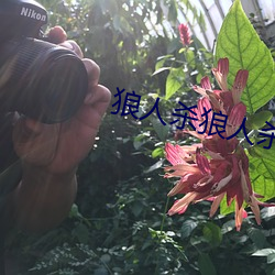 狼人殺狼人殺