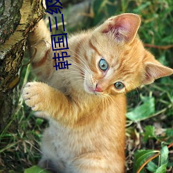 韩国三级女星 （就棍打腿）