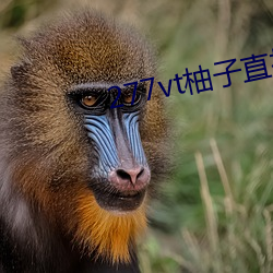 277vt柚子直播 （淫言狎语）