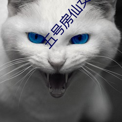 五号房仙女屋 （面面俱到）