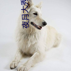 夜月(yuè)大秀(xiù)