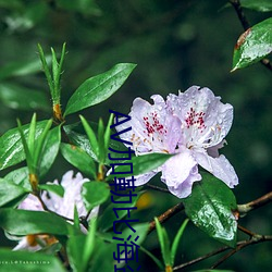 凯时|AG(AsiaGaming)优质运营商