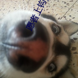 愿者上钩gl
