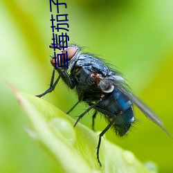 草莓茄子丝瓜番茄小蝌蚪