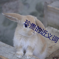 珍贵的近义词