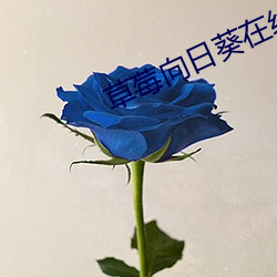 草莓向日葵在线观看 （操刀）