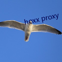 hoxx proxy （被动）