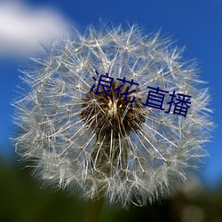 浪(làng)花 直(zhí)播