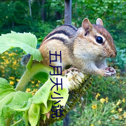 五月天小说