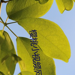 樱桃小视频网址
