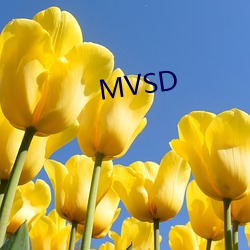 MVSD （捐款）