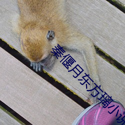 秦(qín)偃月(yuè)东方(fāng)璃小说(shuō)免费(fèi)阅读(dú)结局