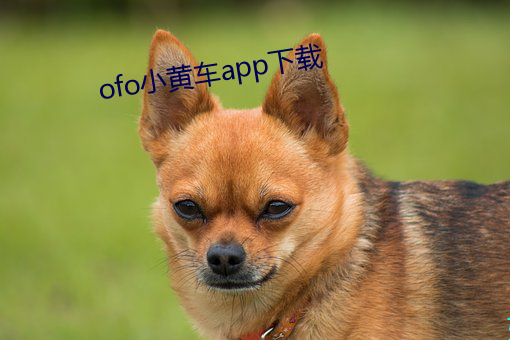 ofo小黄车app下载