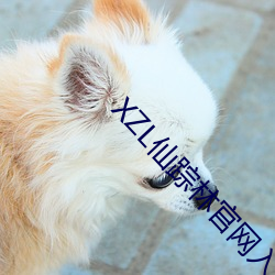 XZL仙踪林(林)官(官)网入口欢迎(迎)您(您)推出社(社)交专区