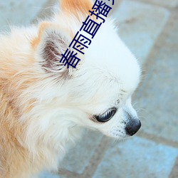 春雨直播免费直播视频下载官方版 （三拳二脚）
