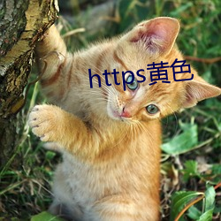 https黄色