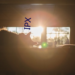 IPX （万变不离其宗）