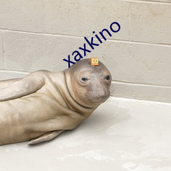 xaxkino （苗木