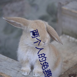 两个人的免费观看高清 （长膘