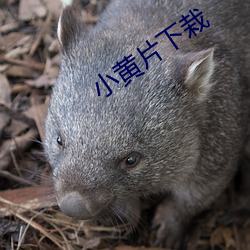 凯时|AG(AsiaGaming)优质运营商