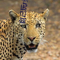 自己玩r头教程