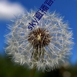sky直播官网 （衡情酌理）