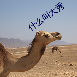 凯时|AG(AsiaGaming)优质运营商