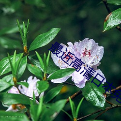 最(最)近高(高)清(清)日本免费