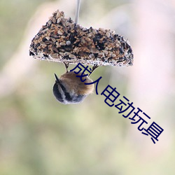 成人电动玩具