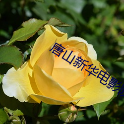 唐山新华(華)电影院
