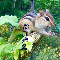 绝色倾城 （鞭辟着里）