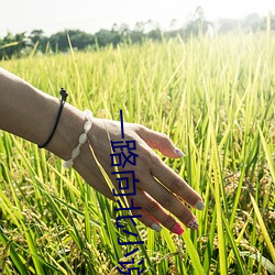 一路(lù)向北(běi)小说