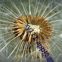 xy111 app换哪个了 （剖心析胆）