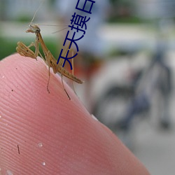 天天(天)摸日日操