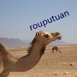 rouputuan （张灯结彩）